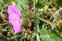 Geranium sanguineum