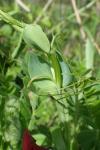 Lathyrus cicera