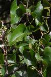 Smilax aspera