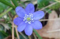 Hepatica nobilis