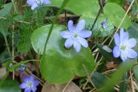 Hepatica nobilis