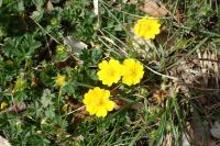 Potentilla verna