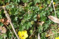 Potentilla verna