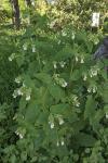 Symphytum kurdicum