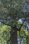 Quercus ilex