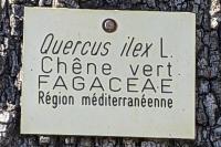 Quercus ilex