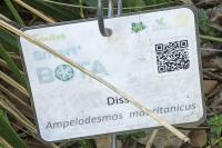 Ampelodesmos mauritanicus