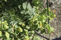 Euphorbia myrsinites