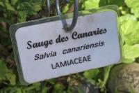 Salvia canariensis