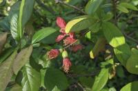 Chaenomeles speciosa