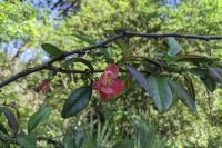 Chaenomeles speciosa