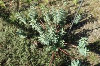 Euphorbia nicaeensis