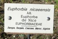 Euphorbia nicaeensis