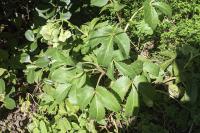 Helleborus argutifolius