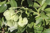 Helleborus argutifolius