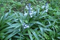 Hyacinthoides hispanica