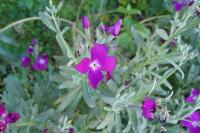 Matthiola incana