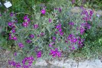 Matthiola incana