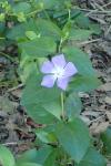 Vinca major