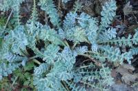 Glaucium corniculatum