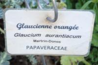 Glaucium corniculatum