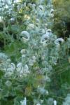 Salvia