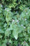 Lamium purpureum