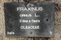 Fraxinus ornus