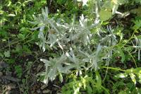 Lavandula x intermedia