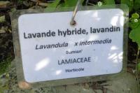 Lavandula x intermedia