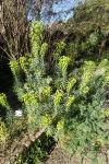 Euphorbia characias