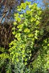 Euphorbia characias