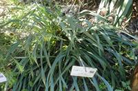 Pancratium maritimum