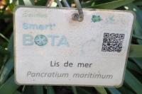 Pancratium maritimum