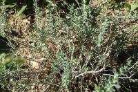 Teucrium dunense