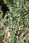 Teucrium dunense