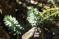 Euphorbia paralias