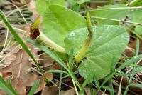 Aristolochia paucinervis