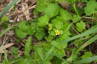Ranunculus muricatus