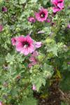 Malva arborea