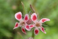 Silene gallica
