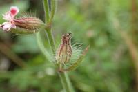 Silene gallica