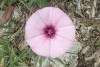 Convolvulus althaeoides