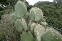 Opuntia robusta