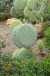 Opuntia robusta