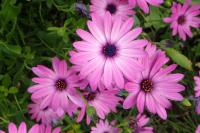 Dimorphotheca pluvialis