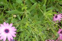 Dimorphotheca pluvialis