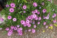 Dimorphotheca pluvialis