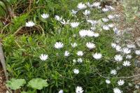 Dimorphotheca pluvialis