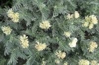 Anthyllis barba-jovis